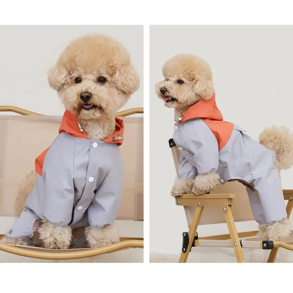 Small fluffy dog in light gray and orange hooded jumpsuit sitting and standing on chair