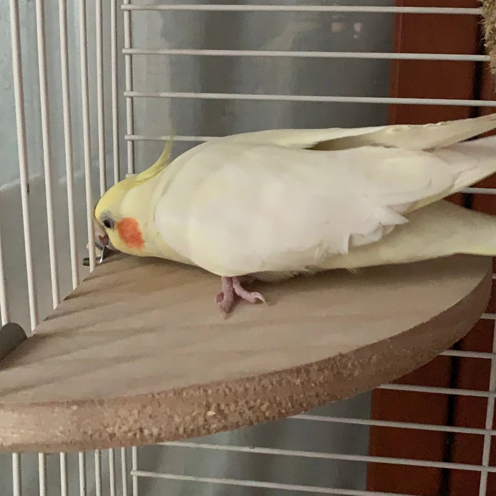 PerchCraft™ wooden pet platform for parrots and hamsters, featuring a natural wood finish and sturdy design.