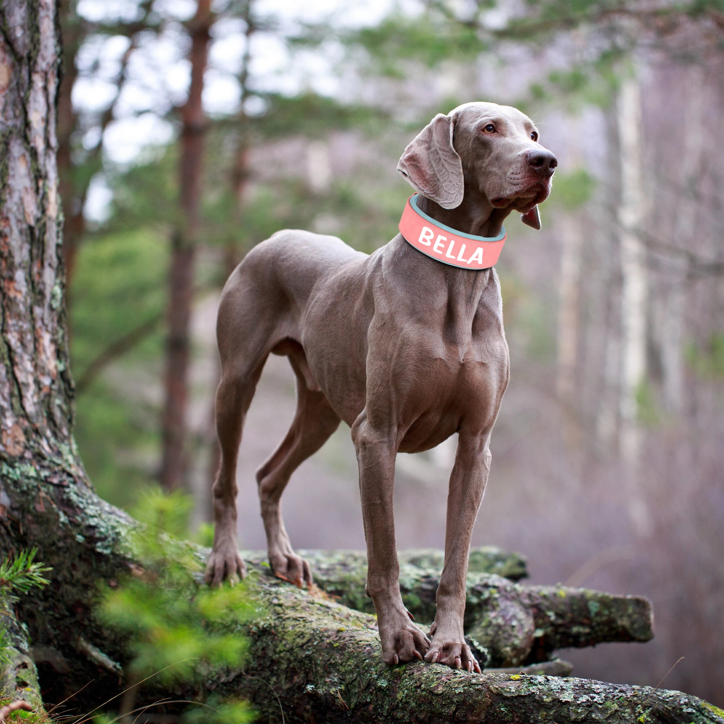 LuxePaws™ Custom Dog Collar – Wide PU Leather Personalized Collar with Name Tag for All Dog Sizes