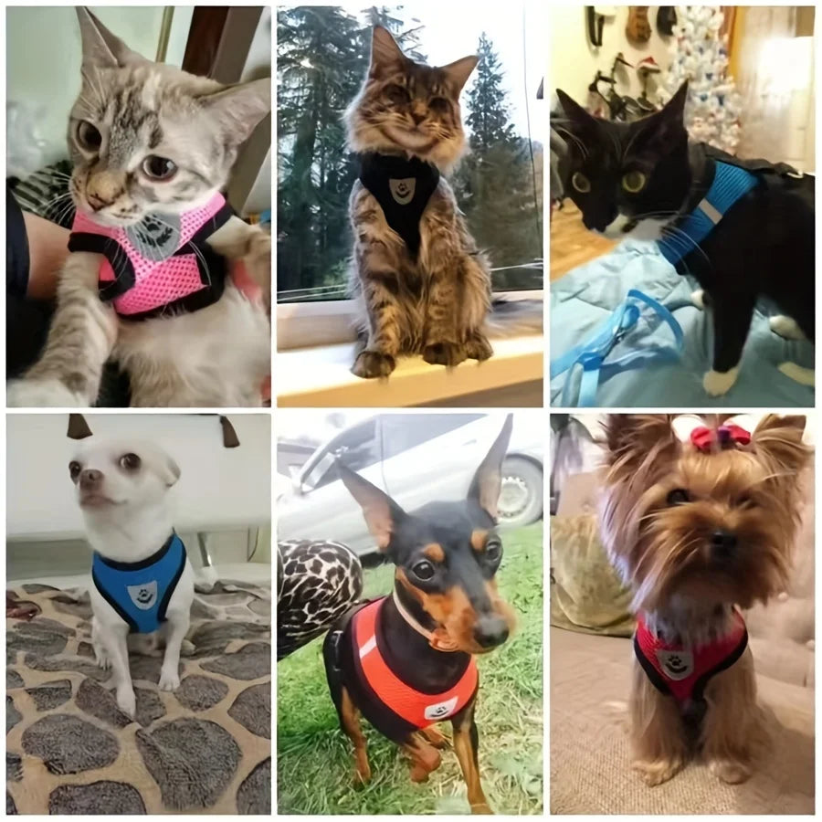 CharmPaws™ Kitten Collar – Cute Cat Necklace with Removable Name Pendant | Stylish Pet Accessory