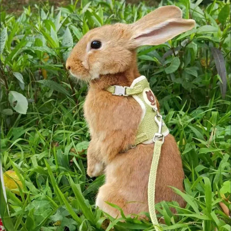 BunnyWalk™ rabbit harness and leash set in vibrant colors, designed for outdoor adventures with comfort and style.